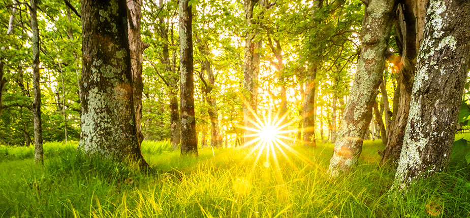 Sun beaming into Michigan forest